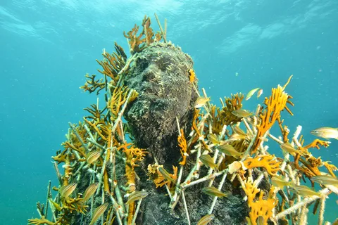 Cancún : Musée sous-marin et récif pour plongeurs certifiés