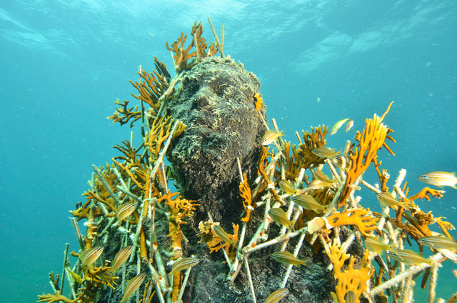 Cancún: Underwater Museum & Reef for Certified Scuba Divers