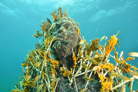 Cancún: museo sottomarino e barriera corallina per subacquei certificatiCancún: Museo subacqueo e immersione nella barriera corallina