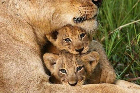 Nairobi National Park Evening and Sundowner Game Drive