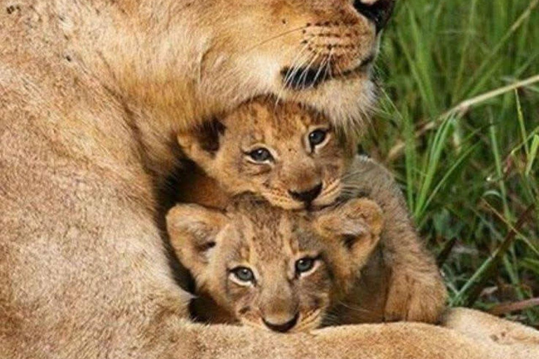 Nairobi National Park Evening and Sundowner Game Drive