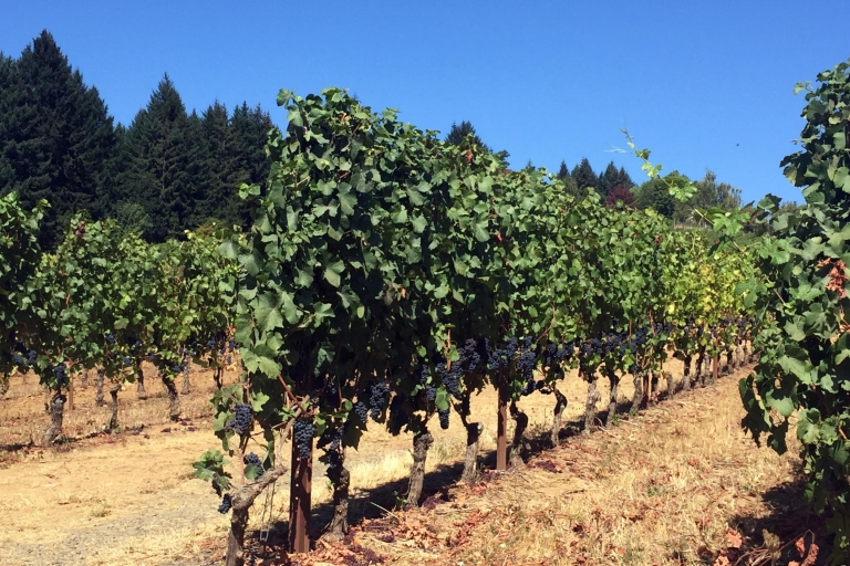 Portland: randonnée aux chutes d'argent et visite du vin
