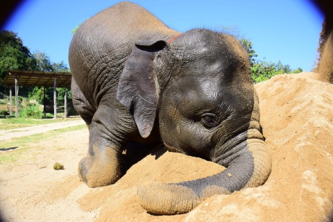 Ab Chiang Mai: Elefanten-Pflege im Elephant Retirement ParkGanztägiges Programm zur Pflege von Elefanten