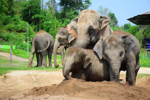 Chiang Mai: verzorgingsprogramma olifantenopvangcentrumMiddag halve dag verzorgingsprogramma olifantenopvangcentrum
