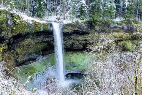 Кочедыжник silver falls описание