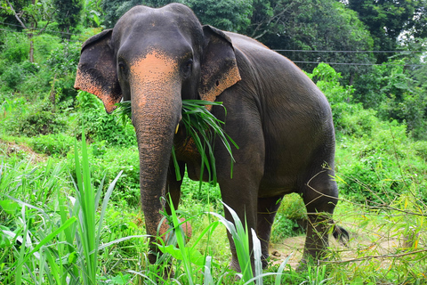 Chiang Mai: Expérience privée de soins aux éléphants pour les couples