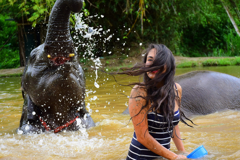 Chiang Mai: Expérience privée de soins aux éléphants pour les couples