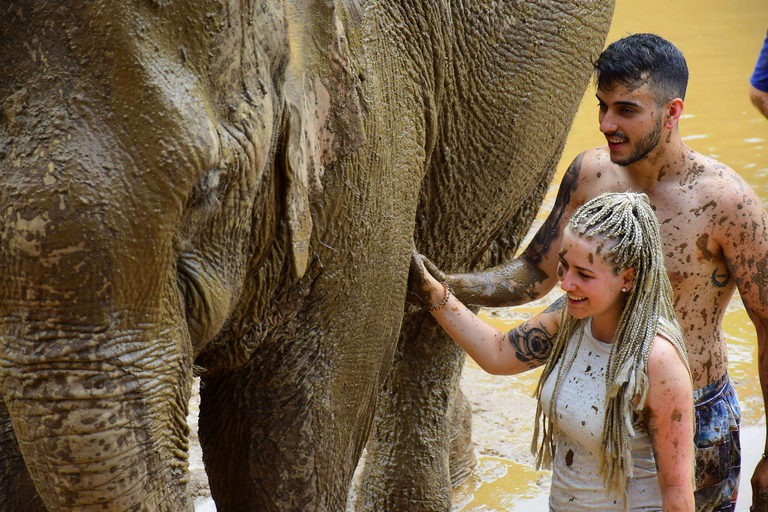 Chiang Mai: Expérience privée de soins aux éléphants pour les couples