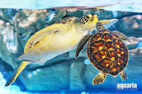 Phuket : billets pour Aquaria Phuket et le musée Trick Eye