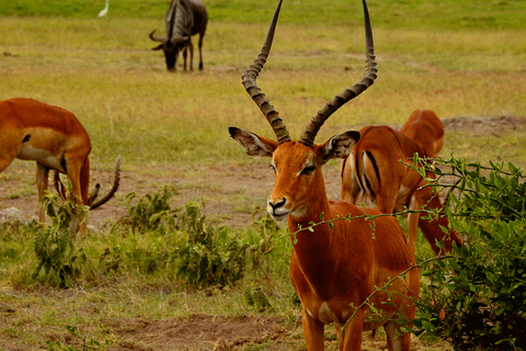 Nairobi 4 timmar Nationalpark halvdags safari med viltsafariHalvdag i Nairobis nationalpark med guidningParksavgifter ingår inte