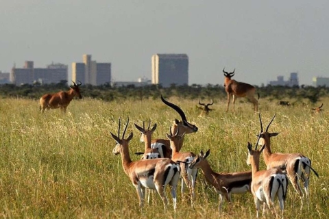 Nairobi: Sunrise Game Drive d'une demi-journée dans le parc national de NairobiLecteur de demi-journée au lever du soleil: frais de parc non inclus