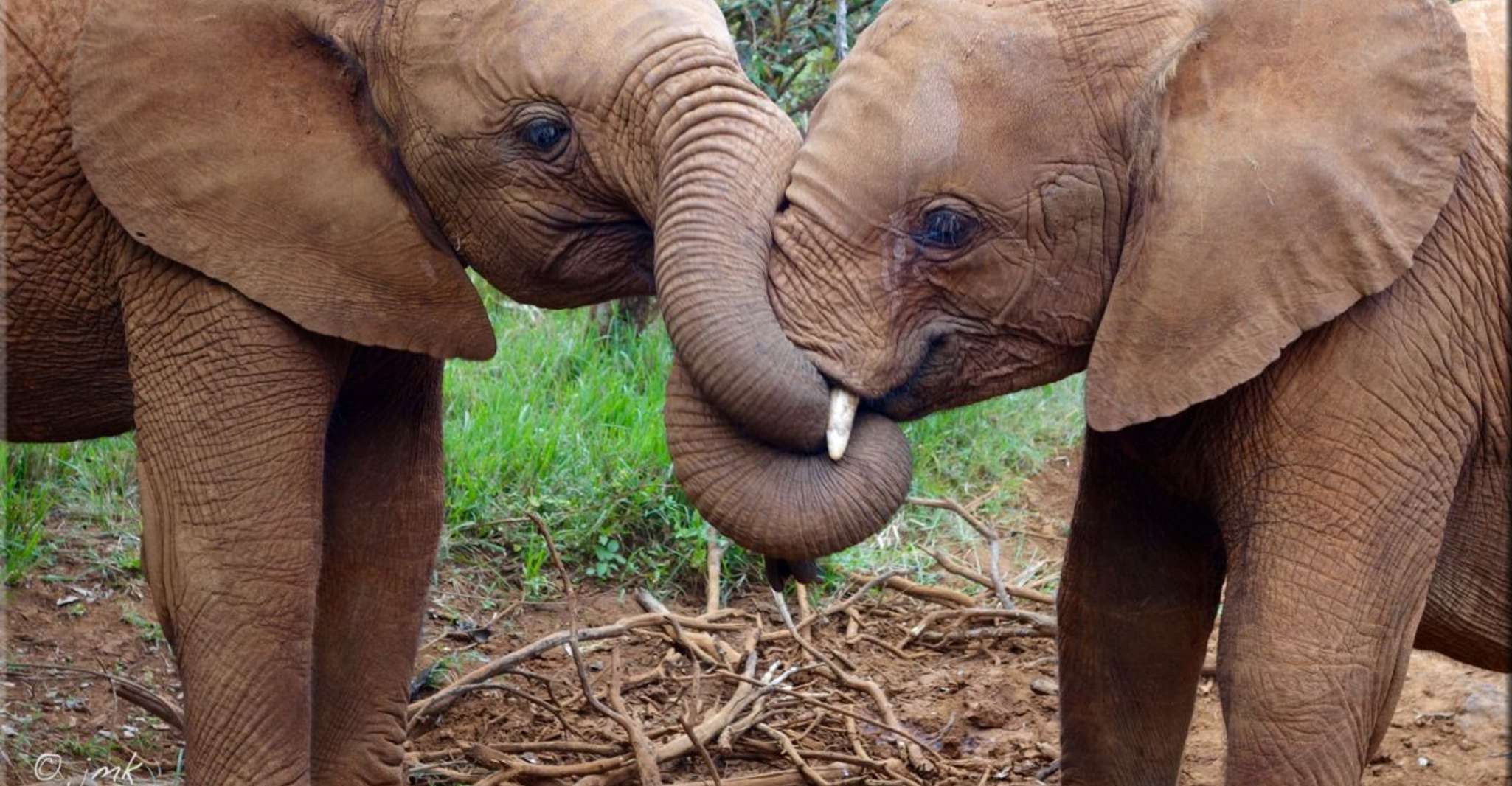 Nairobi, Ulusal Park, Baby Elephant ve Zürafa Merkezi Turu - Hizvo