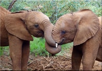Nairobi, Nationalpark, Baby Elefant, & Giraffe Center Tour - Hizvo