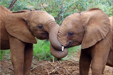 Nairobi: Park Narodowy, Baby Elephant i Giraffe Center TourWycieczka bez opłat za wstęp