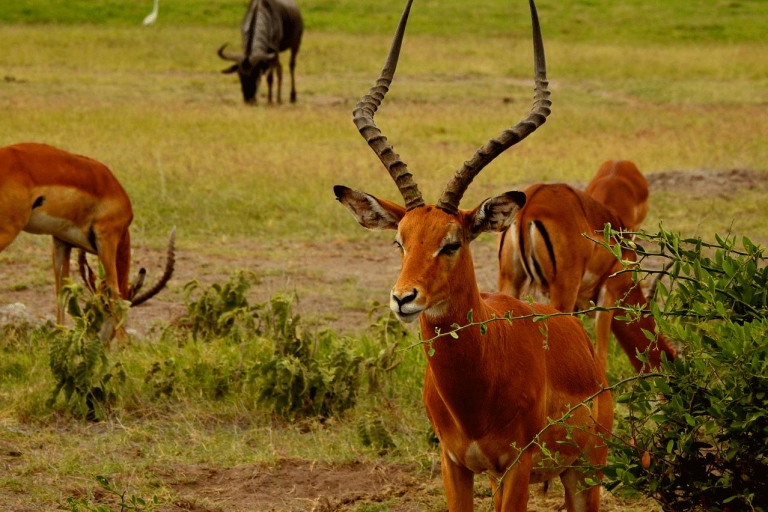 Nairobi: National Park, Baby Elephant, & Giraffe Center Tour Nairobi National Park Half-Day Game Drive Private Tour