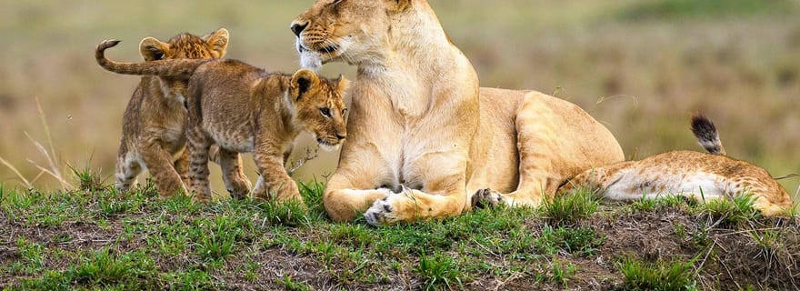 Nairobi : parc national, orphelinat pour éléphants et centre pour girafes