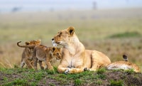 Nairobi, Nationalpark, Baby Elefant, & Giraffe Center Tour - Hizvo