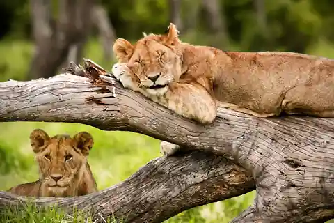 Nairobi: National Park, Baby Elephant, & Giraffe Center Tour