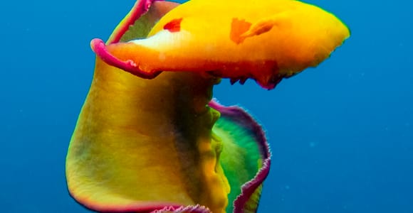 Tamarin: Exploration Dive