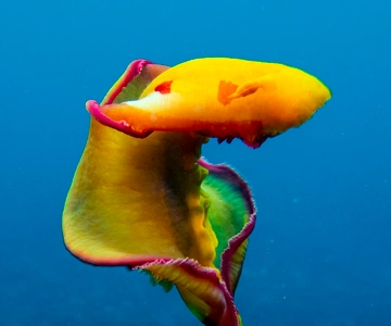 Tamarin: Exploration Dive