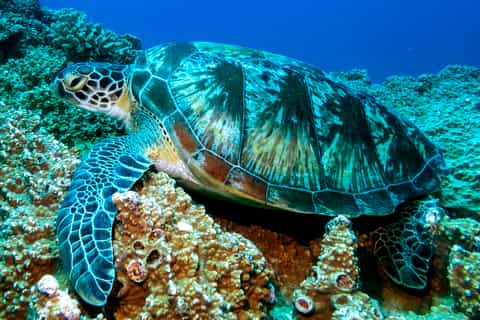 Tamarin: PADI Open Water Diver Course Certification