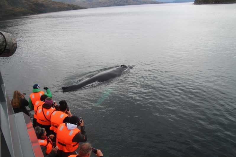Punta Arenas: 1 Dia c/ Baleias, Pinguins e Glaciares