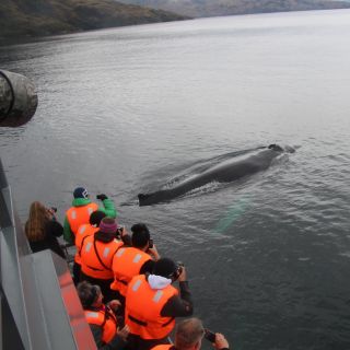Punta Arenas: Tagestour Wale, Pinguine, Gletscher