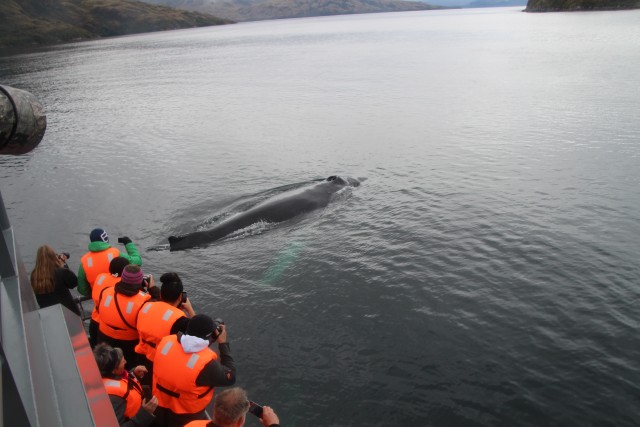 Visit Punta Arenas Full-Day Whales, Penguins, and Glaciers Tour in Punta Arenas