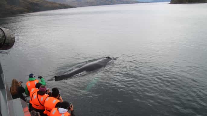 punta arenas fullday whales penguins and glaciers tour