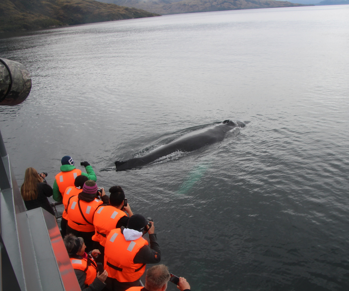 Punta Arenas: Full-Day Whales, Penguins, and Glaciers Tour