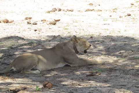 From Victoria Falls: Chobe National Park Private Tour
