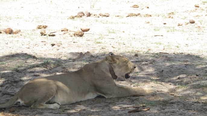 das cataratas vitória excursão privada ao parque nacional chobe