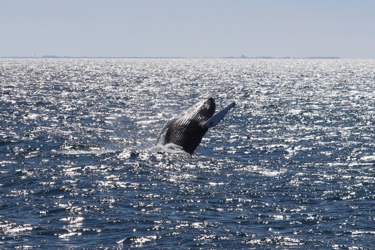 Reykjavik: excursion d'observation des baleines et exposition de baleines
