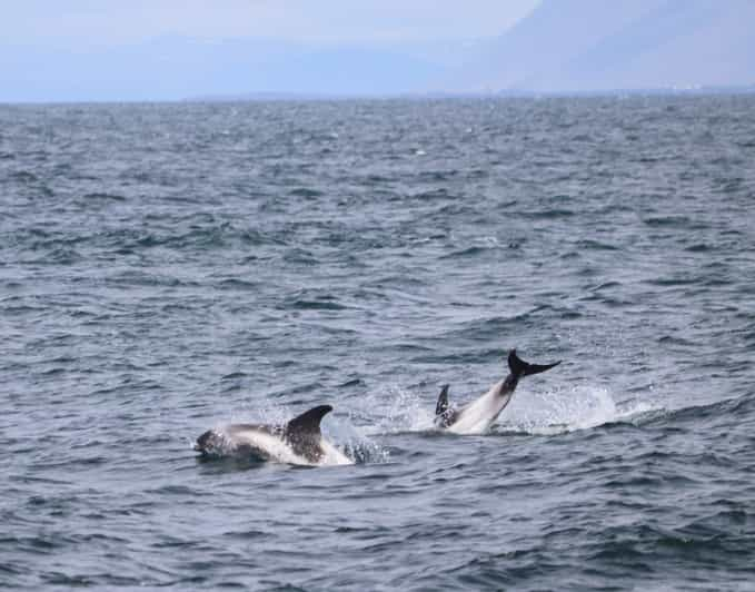 Reykjavik : Excursion D'observation Des Baleines Et Exposition Sur Les ...