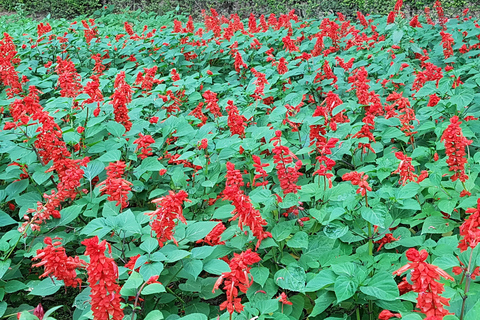 Alhambra: szybkie zwiedzanie ogrodów Generalife i AlcazabyAlhambra: ogrody Generalife i Alcazaba w trybie przyspieszonym
