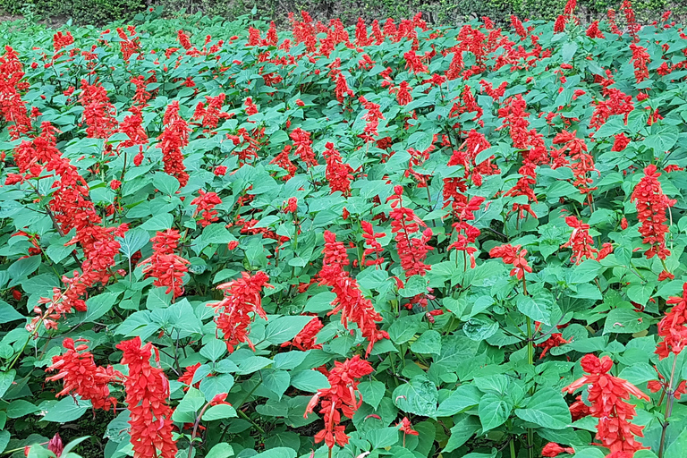 Alhambra: szybkie zwiedzanie ogrodów Generalife i AlcazabyAlhambra: ogrody Generalife i Alcazaba w trybie przyspieszonym