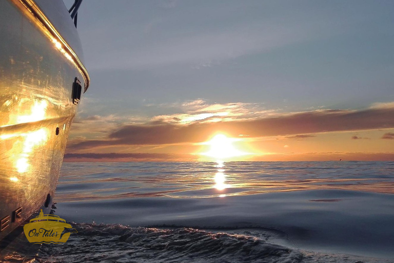 Madeira: Whale and Dolphin Watching Private Cruise Gringo Yacht Whale and Dolphin Watching Private Charter