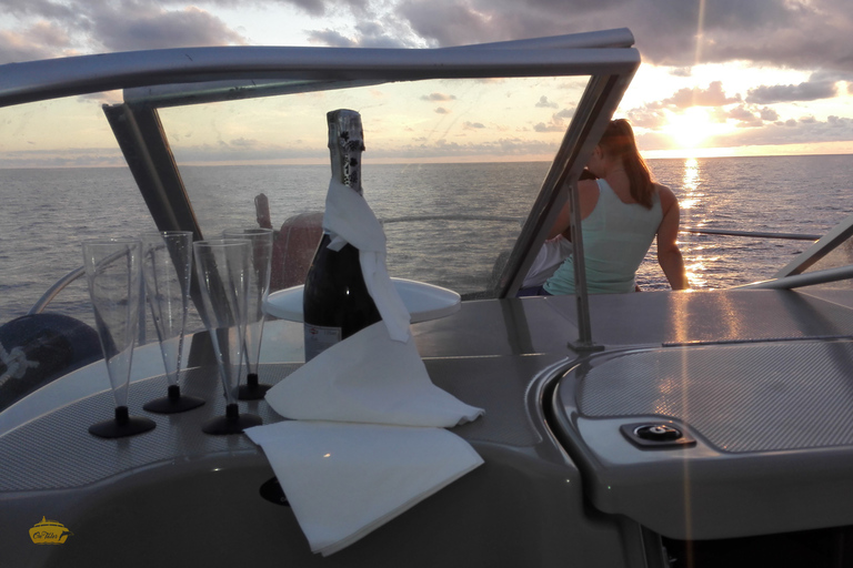 Madeira: Whale and Dolphin Watching Private Cruise Gringo Yacht Whale and Dolphin Watching Private Charter