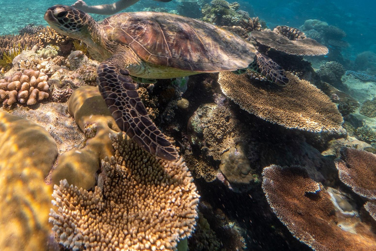 Cairns Great Barrier Reef: Snorkel Day TripSnorkelling Trip