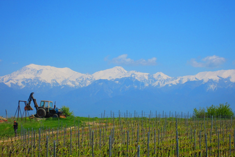 Baku: Qabala Winery Tour met lokale lunch