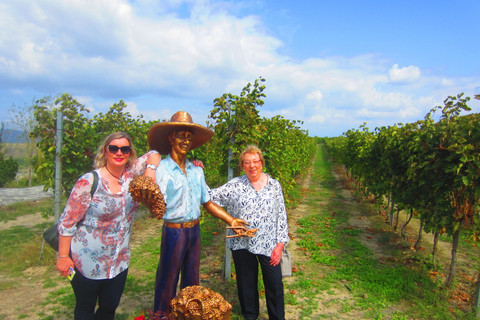 Baku: Qabala Winery Tour med lokal lunch