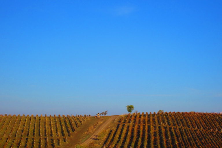 Baku: Chabiant Winery Tour nach Ismayilli mit lokalem Mittagessen