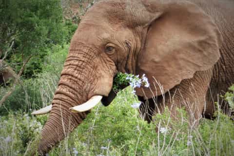 Südafrika: Halbtägige Safari mit Guide im Addo-Nationalpark