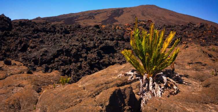 Réunion : Randonnée volcanique du Piton de la Fournaise