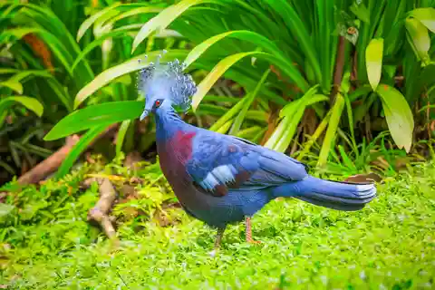 Kuala Lumpur: Biglietto di 1 giorno per il Parco degli Uccelli e trasferimento di 1 giorno