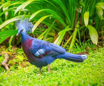 Kuala Lumpur: Biglietto di 1 giorno per il Parco degli Uccelli e trasferimento di 1 giorno