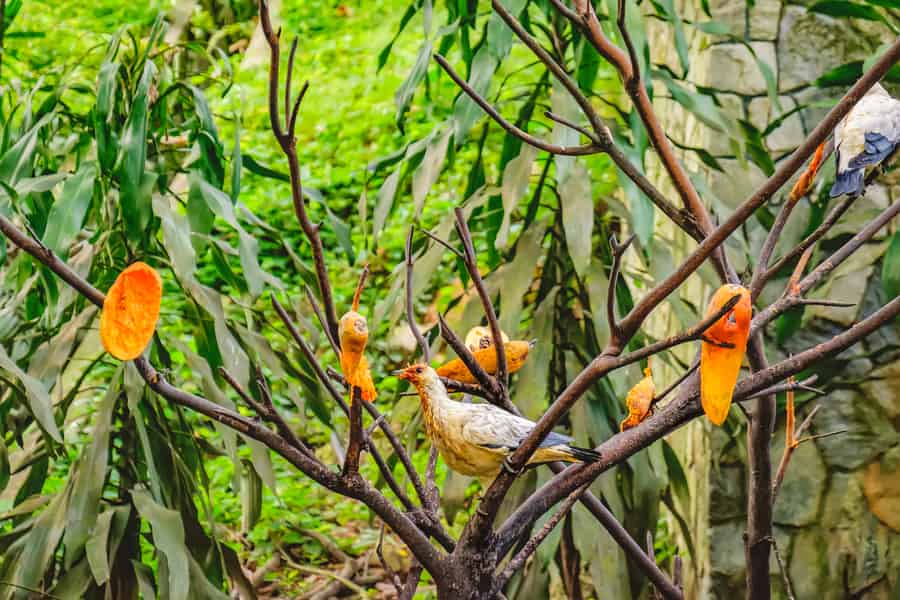 Kuala Lumpur: Vogelpark-Eintritt und 1-Weg-Transfer. Foto: GetYourGuide Kuala Lumpur: Vogelpark-Eintritt und 1-Weg-Transfer. Foto: GetYourGuide