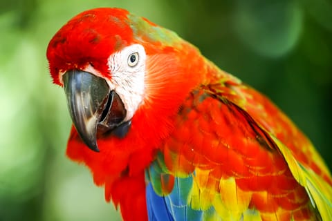 Kuala Lumpur: Bird Park Day Ticket & 1-Way Transfer