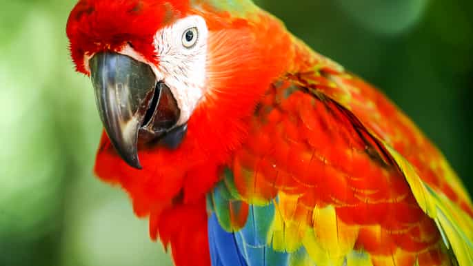 kuala lumpur bird park day ticket 1way transfer