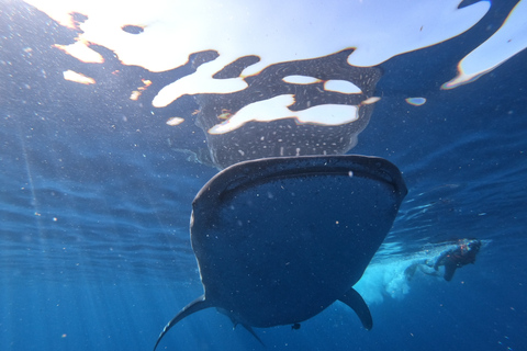 Cancun, Riviera Maya : nage avec requins-baleines et déjeunerPrise en charge à Tulum